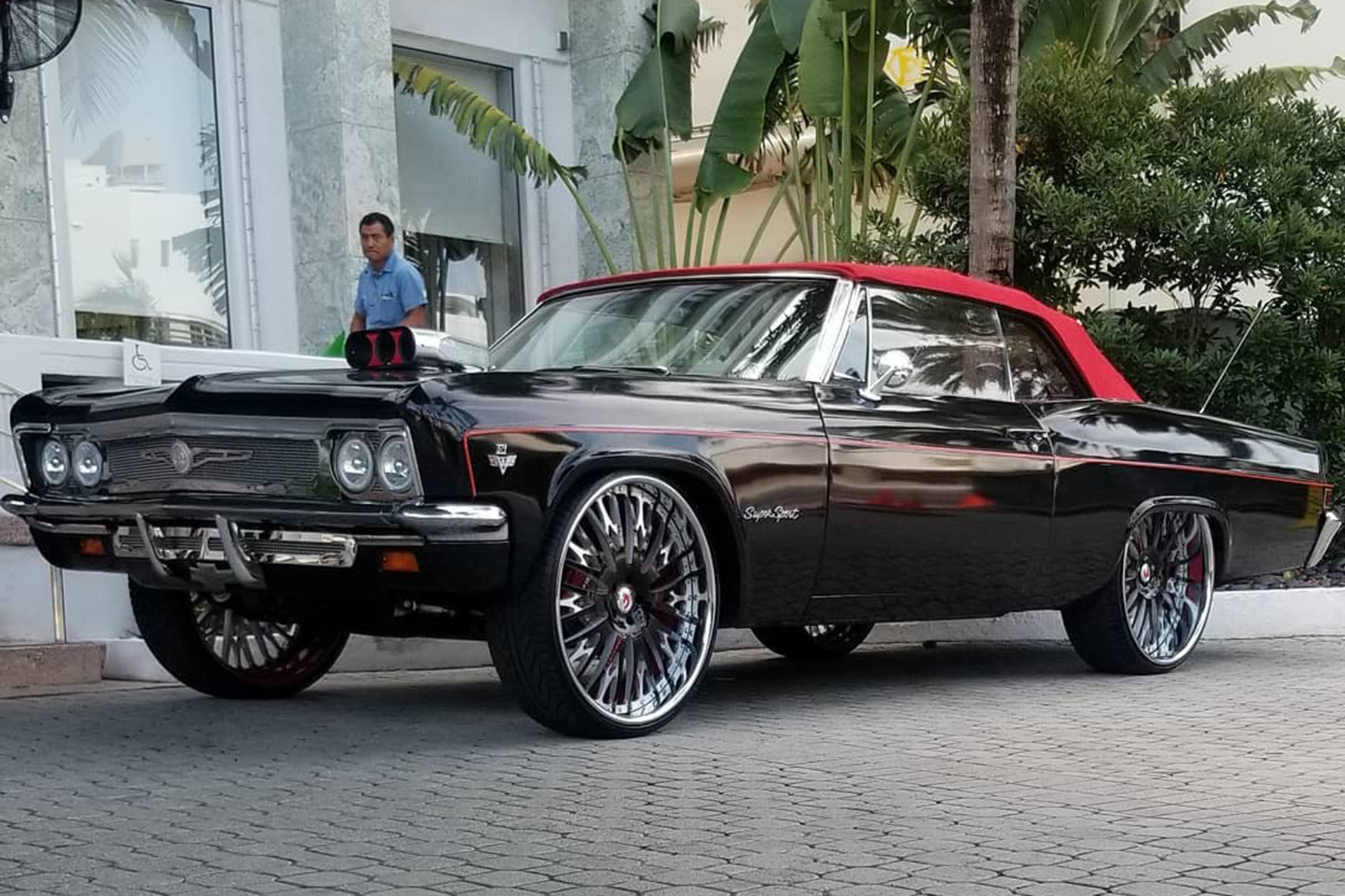 Impala on Cravatta
