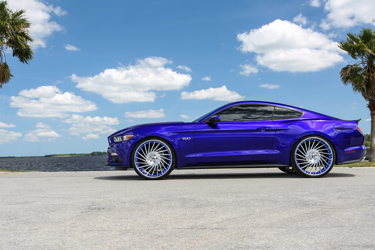 Mustang on Ventoso